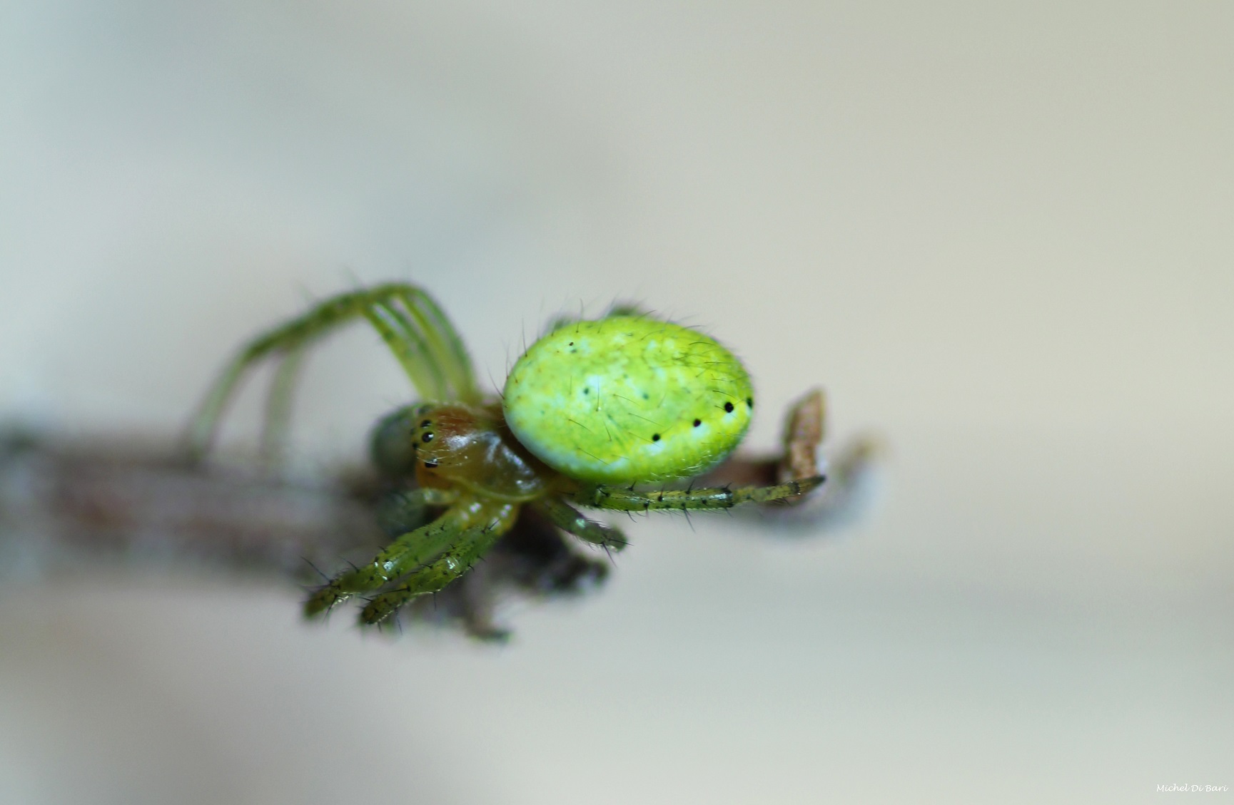 Araniella sp.? S !  Gargano (FG)